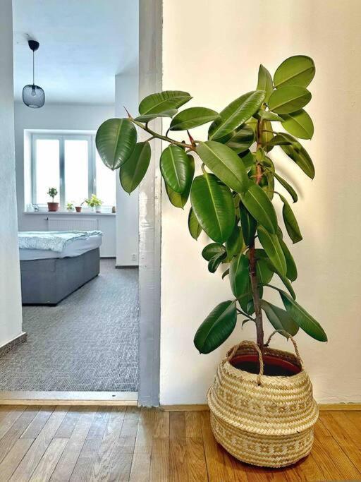 Bright And Central Suite With A Balcony Brno Extérieur photo